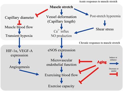 Microvascular Adaptations to Muscle Stretch: Findings From Animals and the Elderly